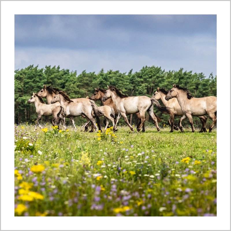BBC Wild Isles Ponies Greeting Card - House of Cards