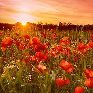 Poppies at Sunset Birthday Card