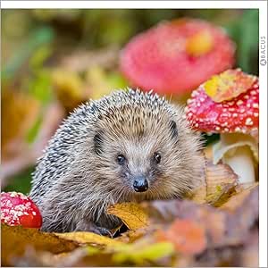 Hedgehog Toadstool Birthday Card