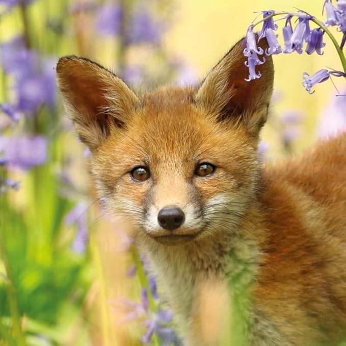 Red Fox Birthday Card - House of Cards