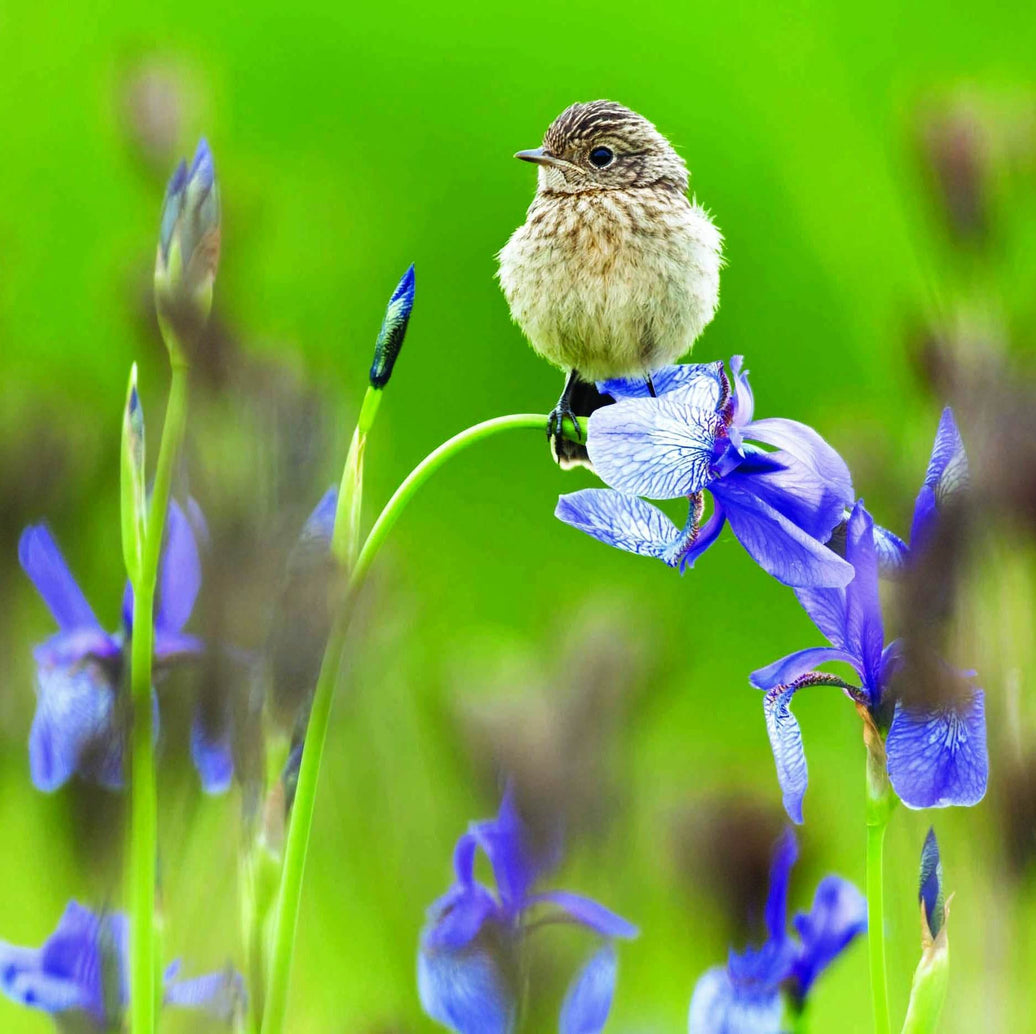 RSPB - Young Stonechat - House of Cards