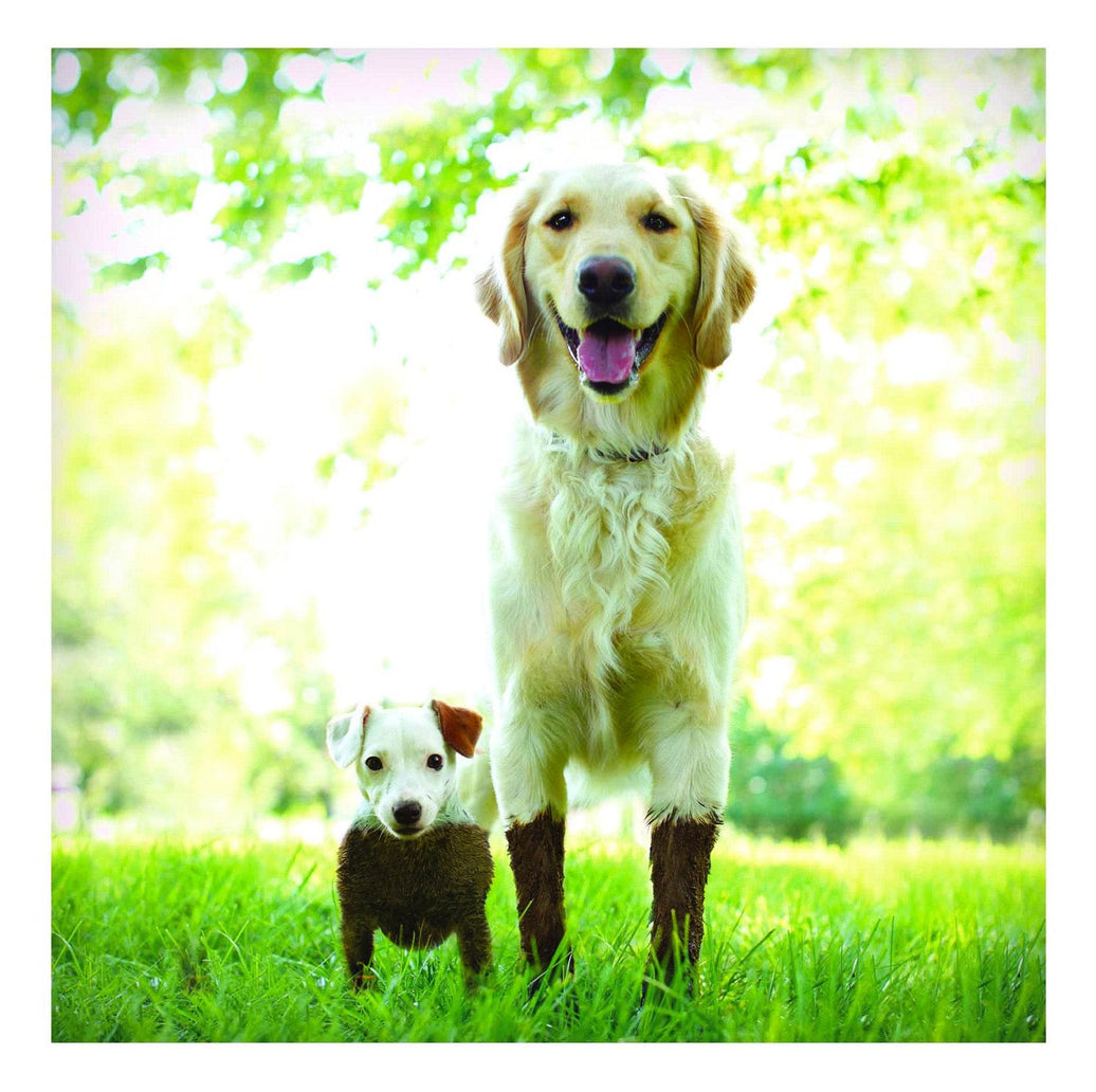 Mud and Muck - House of Cards