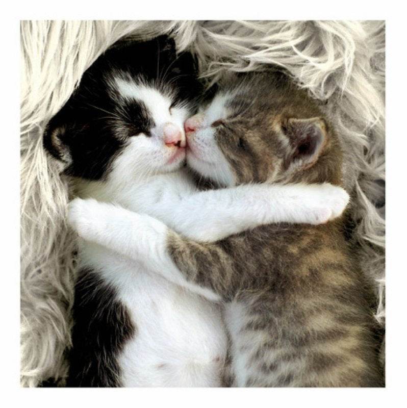 Cattitude Snuggle Up - House of Cards