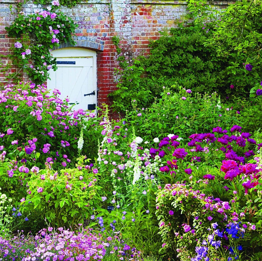 National Trust - Mottisfont Rose Garden - House of Cards
