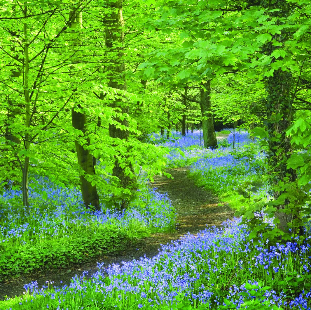 National Trust - Bluebells at Speke Hall Merseyside