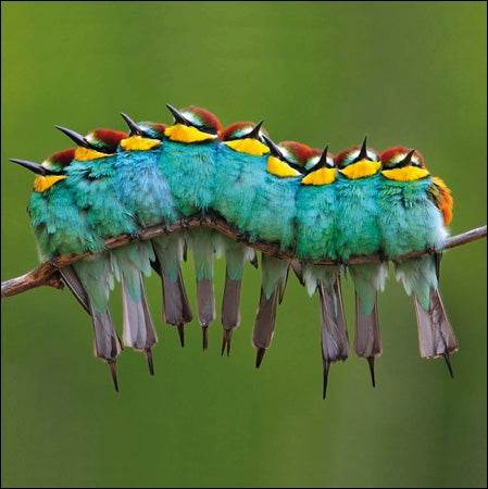 RSPB - European Bee-eaters - House of Cards