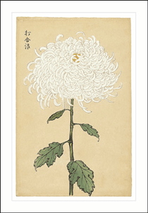 Chrysanthemum Blank Greeting Card - House of Cards