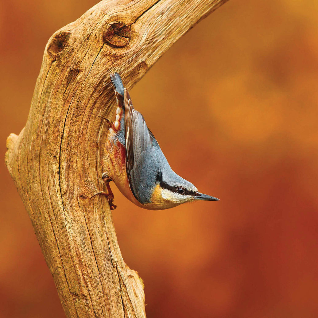 RSPB Nuthatch Greeting Card - House of Cards