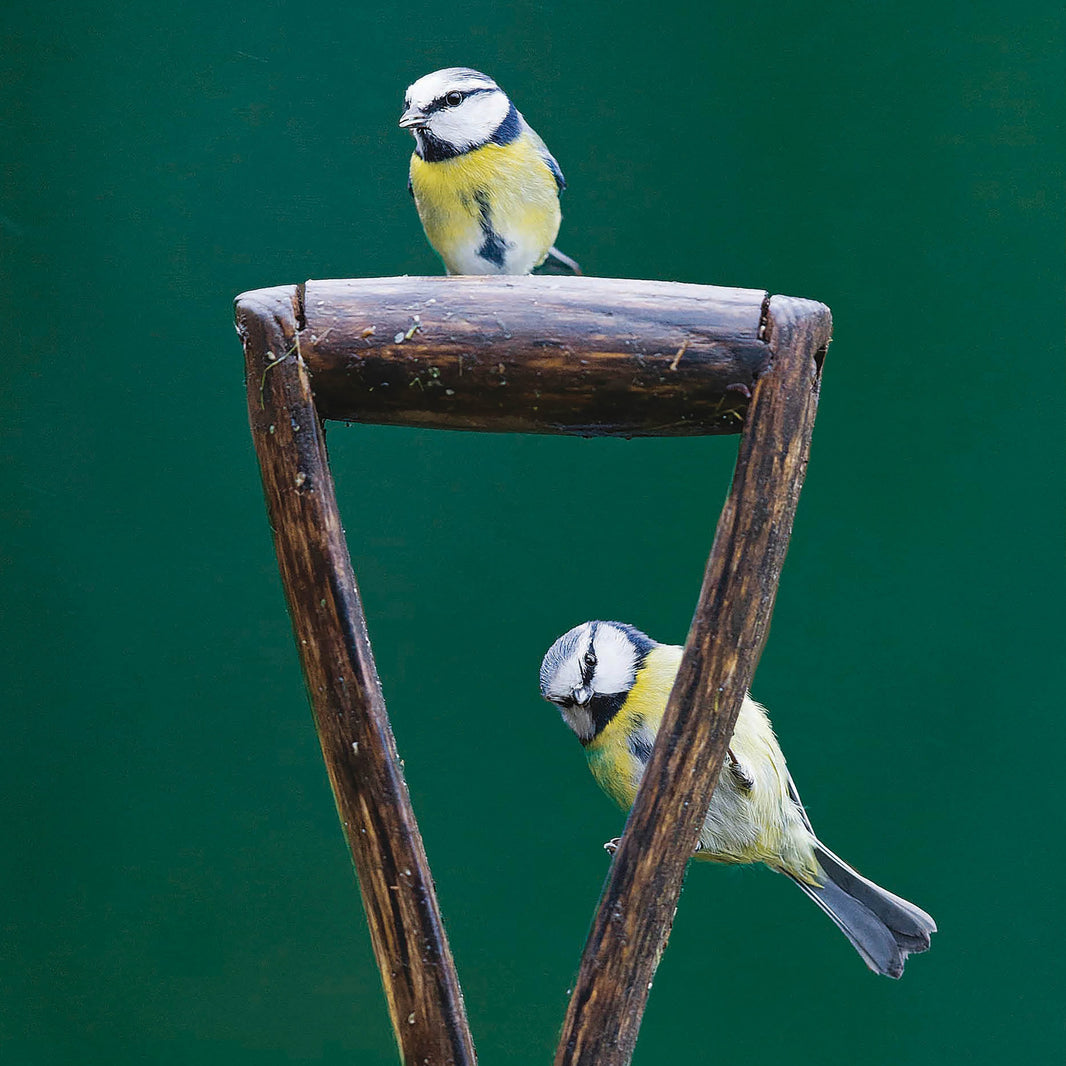 RSPB Blue Tits Greeting Card