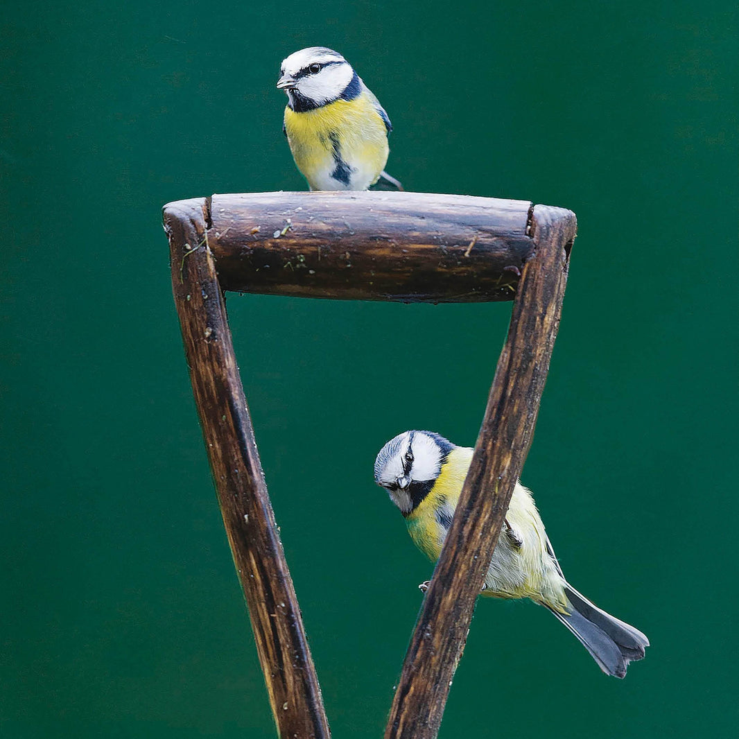 RSPB Blue Tits Greeting Card - House of Cards