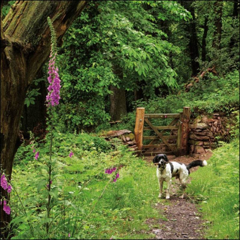 Selworthy Walk Dog Greeting Card - House of Cards