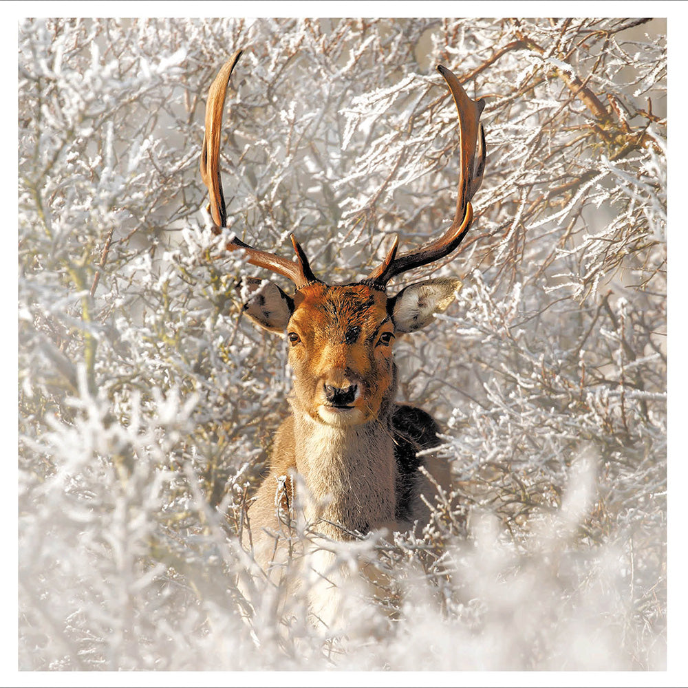 Winter Wonderland Stag Christmas Card