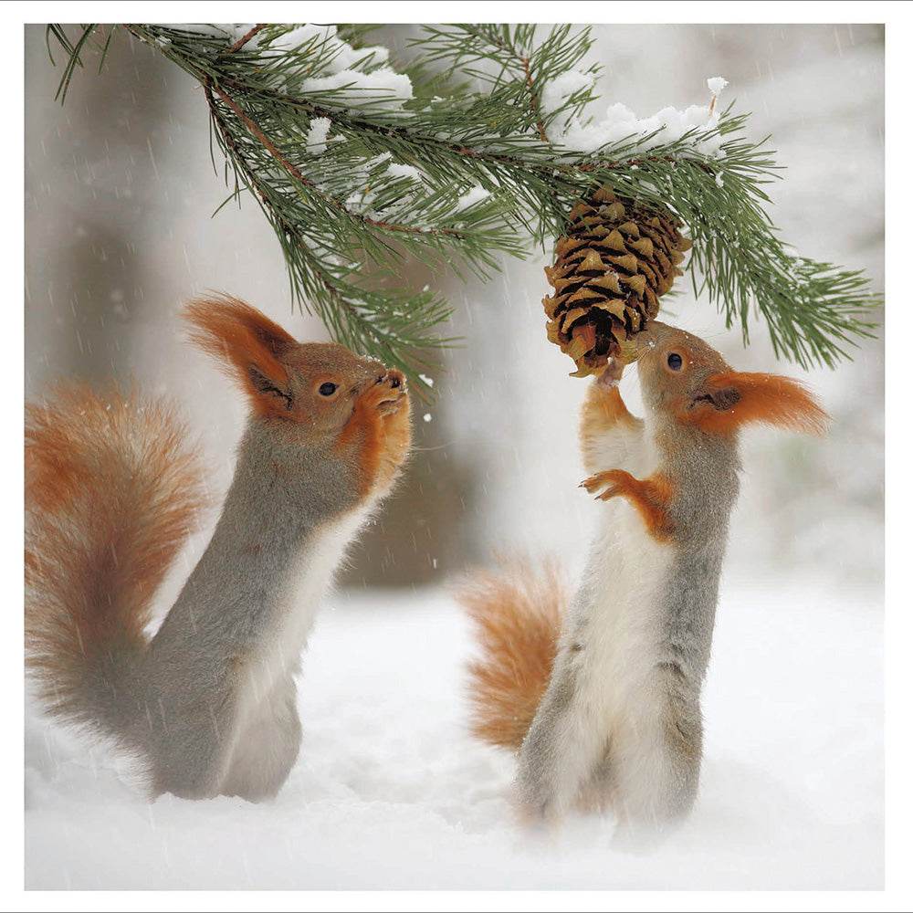 2 Squirrels Christmas Card - House of Cards