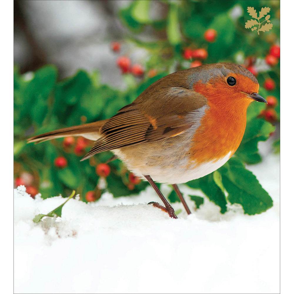 National Trust Robin Charity Christmas Cards - House of Cards
