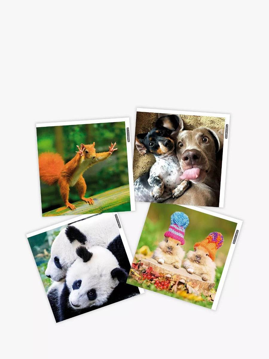 Pack of 4 Funny Animals Greetings Cards - House of Cards