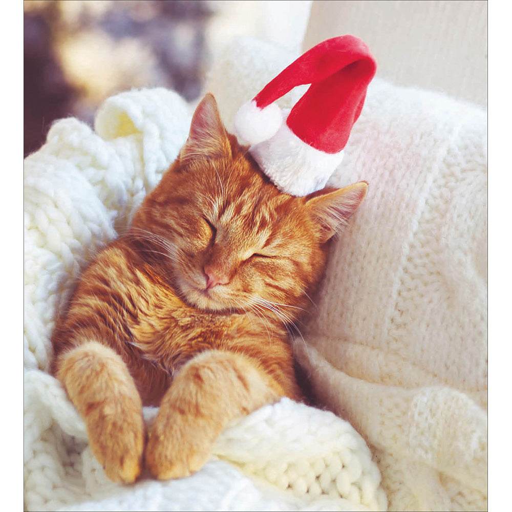 5 Sleeping Cat Charity Christmas Cards - House of Cards