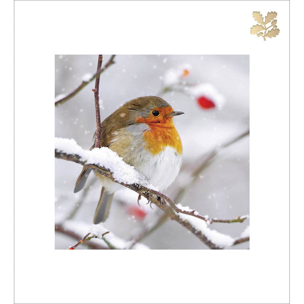 5 National Trust Harmony Robin Christmas Cards - House of Cards