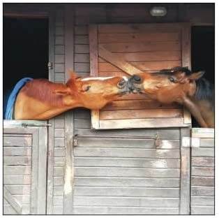 Horse Neighbours Greeting Card - House of Cards