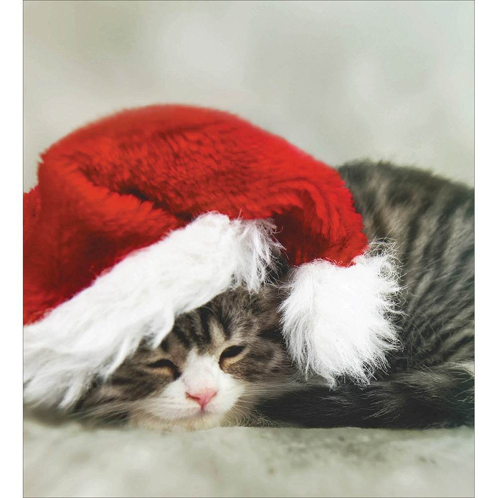 5 Sleeping Kitten Charity Christmas Cards - House of Cards