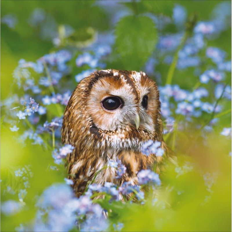 RSPB Tawny Owl Greeting Card - House of Cards