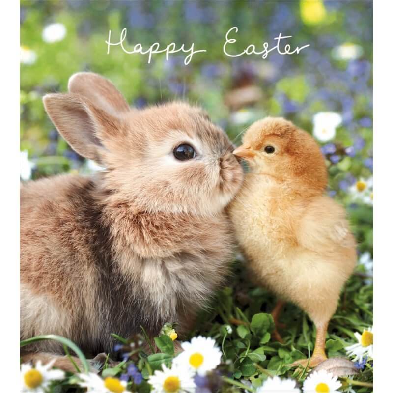 Bunny and Chick Bunny Easter Cards - House of Cards