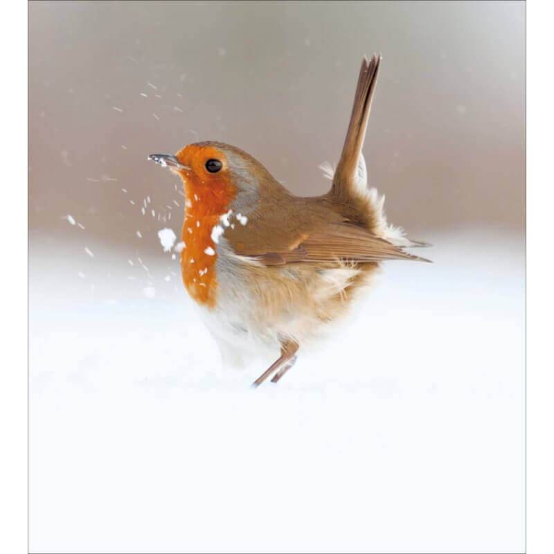 5 Robin in Snow Charity Christmas Cards - House of Cards