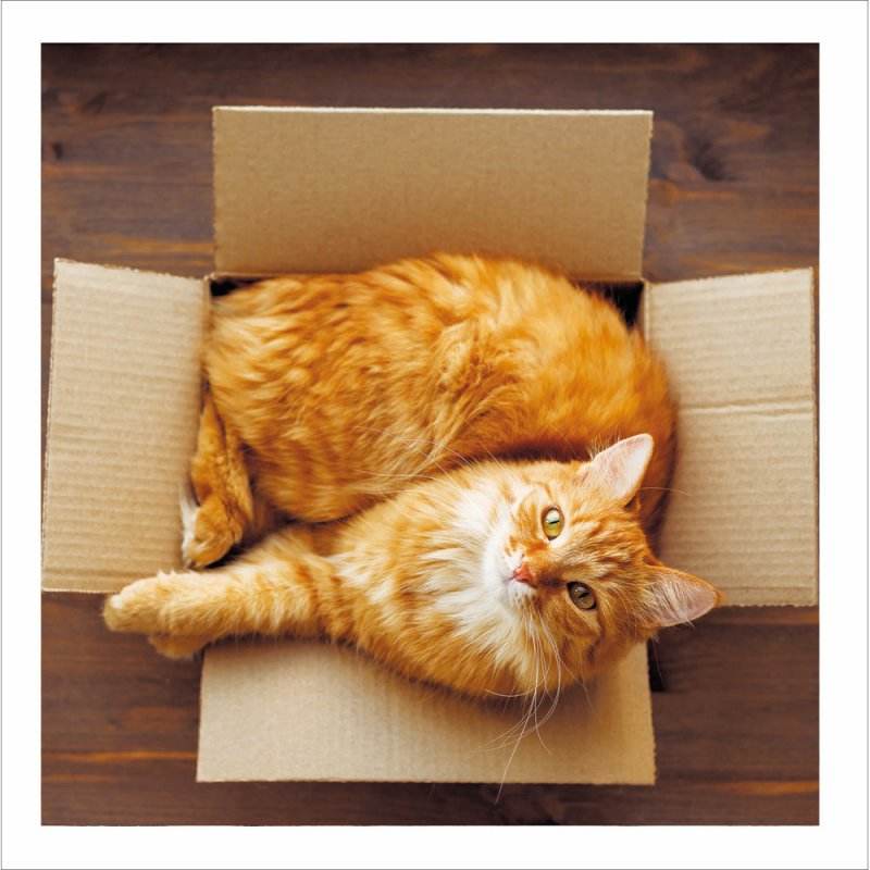 Perfect Spot Cattitude - House of Cards