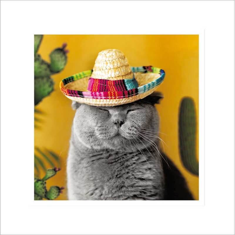 Mexican Cat Birthday Card - House of Cards
