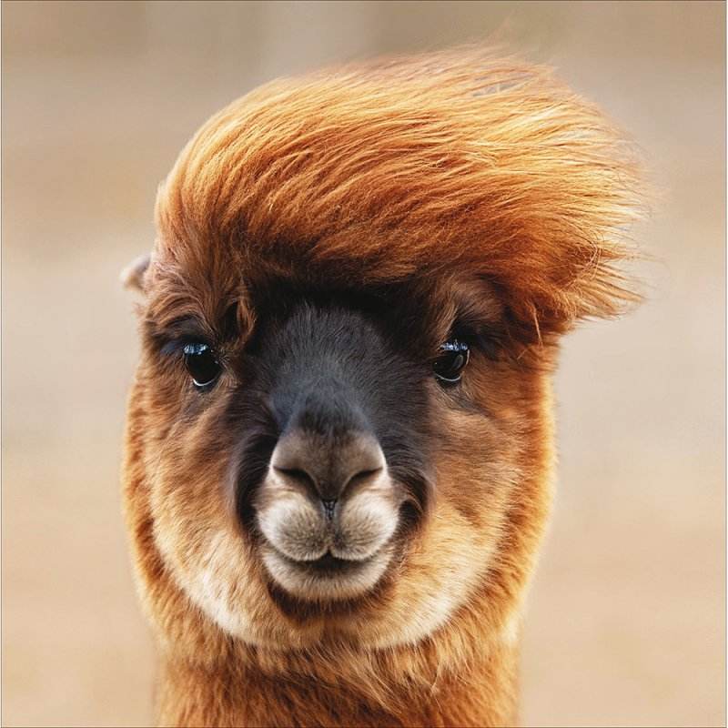 Funky Llama Greeting Card - House of Cards