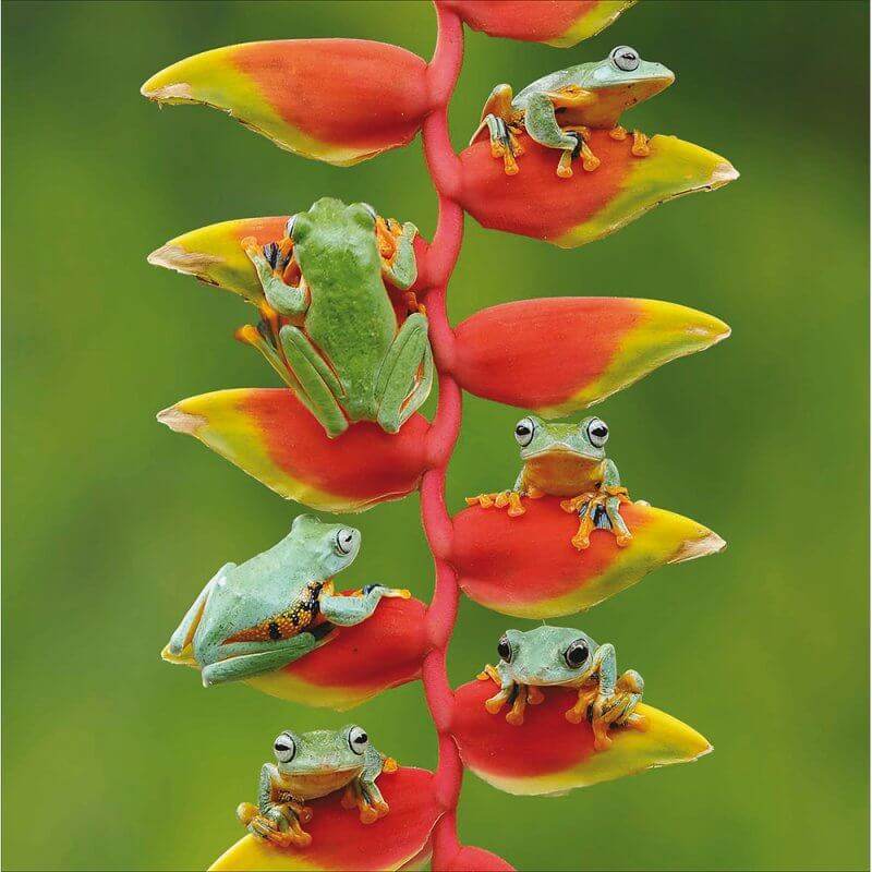 Frogs Birthday Card - House of Cards