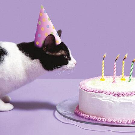 Photogram Cat Birthday Card - House of Cards