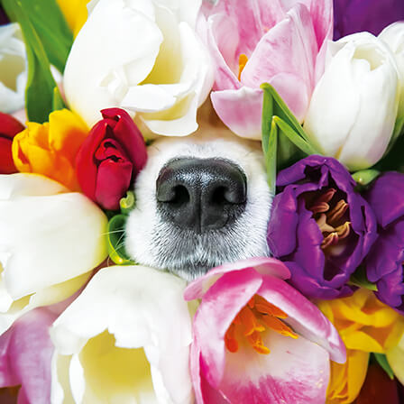 Photogram Dog Nose Birthday Card