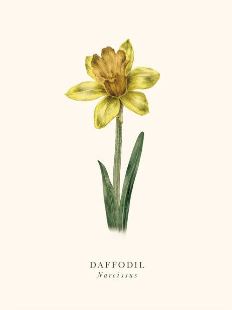 Daffodil Birthday Card