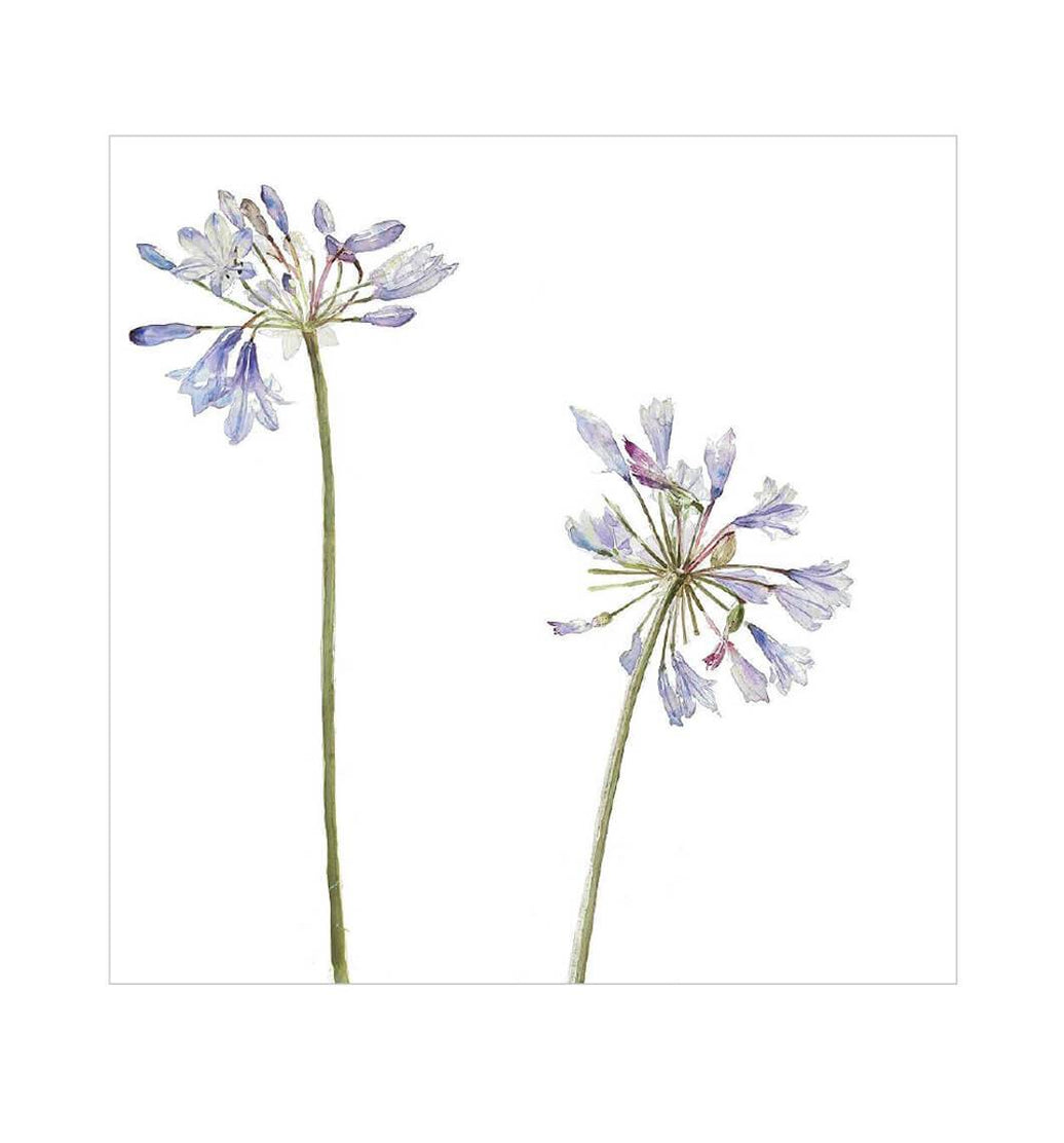 Agapanthus Birthday Card - House of Cards