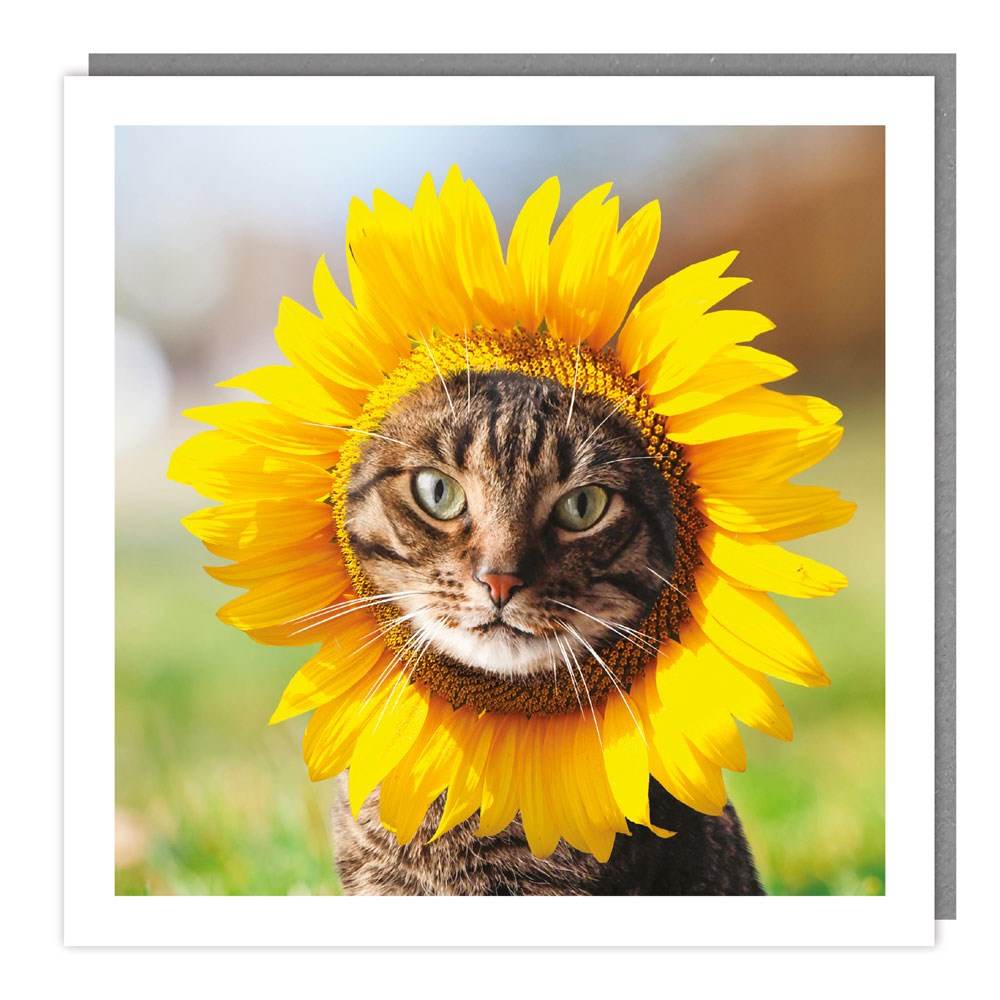 Sunflower Cat Birthday Card - House of Cards