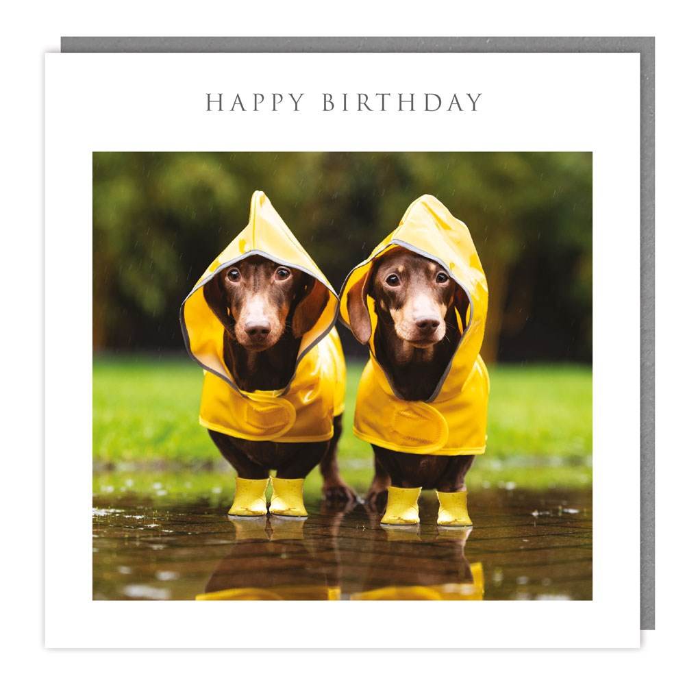 Dachshunds In Wellies - House of Cards