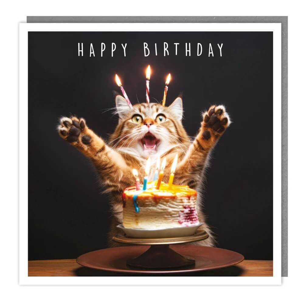 Cat and Cake Birthday Card - House of Cards