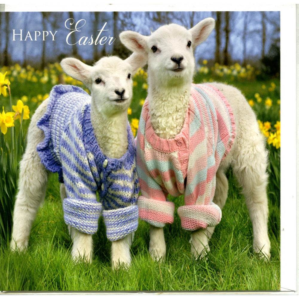 Lambs in Jumpers Easter Card - House of Cards