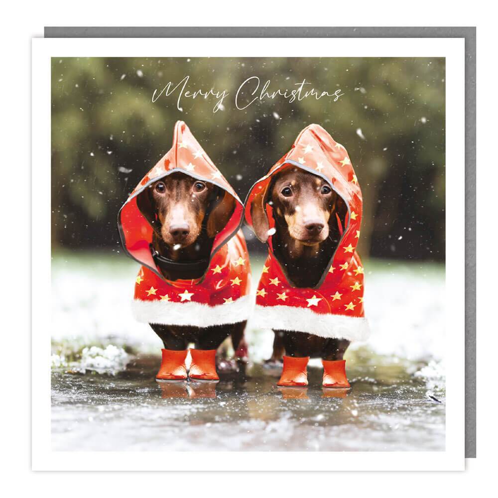 Dachshunds in Coats Christmas Card - House of Cards