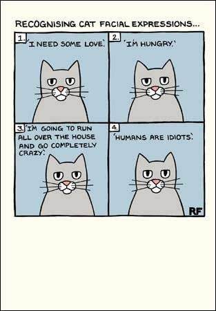 On The Prowl Facial Expressions Greetings Card - House of Cards