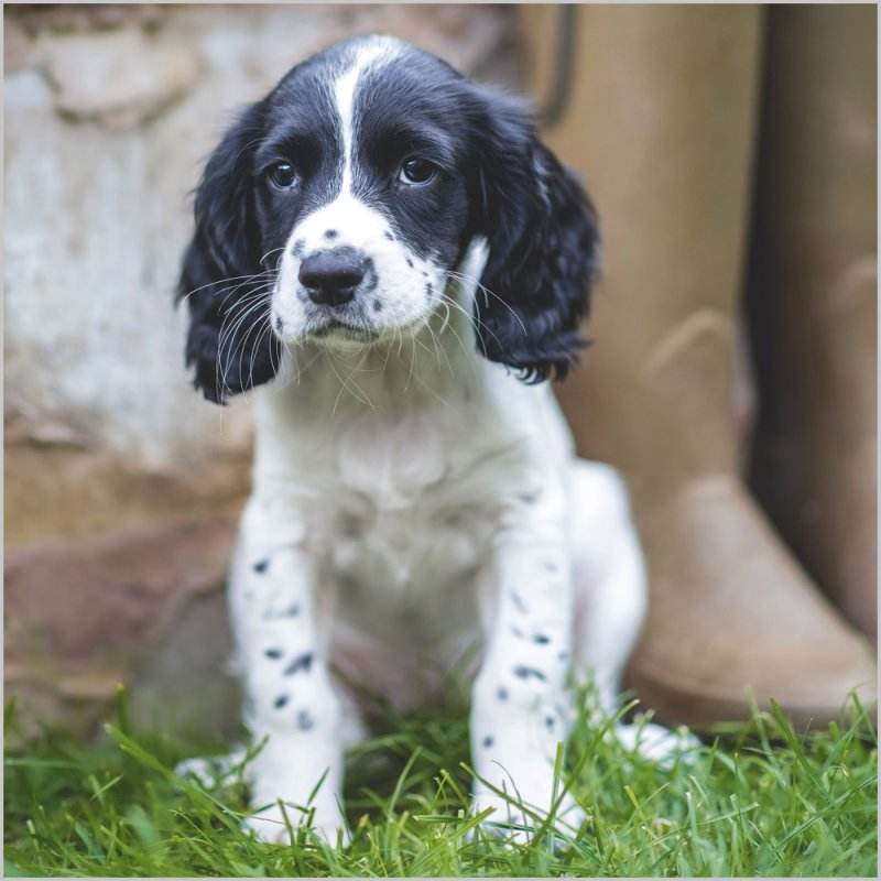 BBC Countryfile Springer Puppy Greeting Card - House of Cards