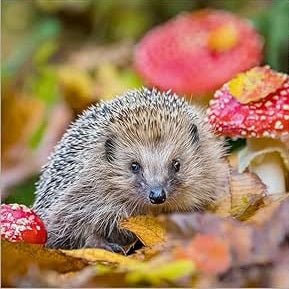 Hedgehog Toadstool Birthday Card
