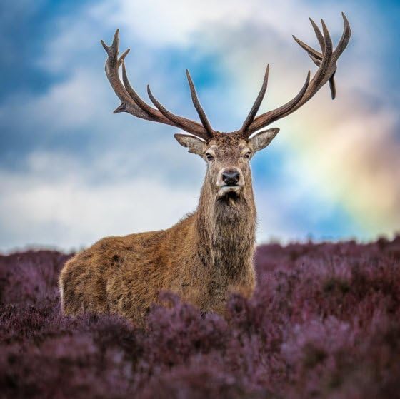 Red Stag Deer Birthday Card