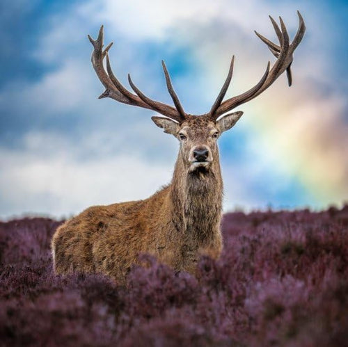 Red Stag Deer Birthday Card