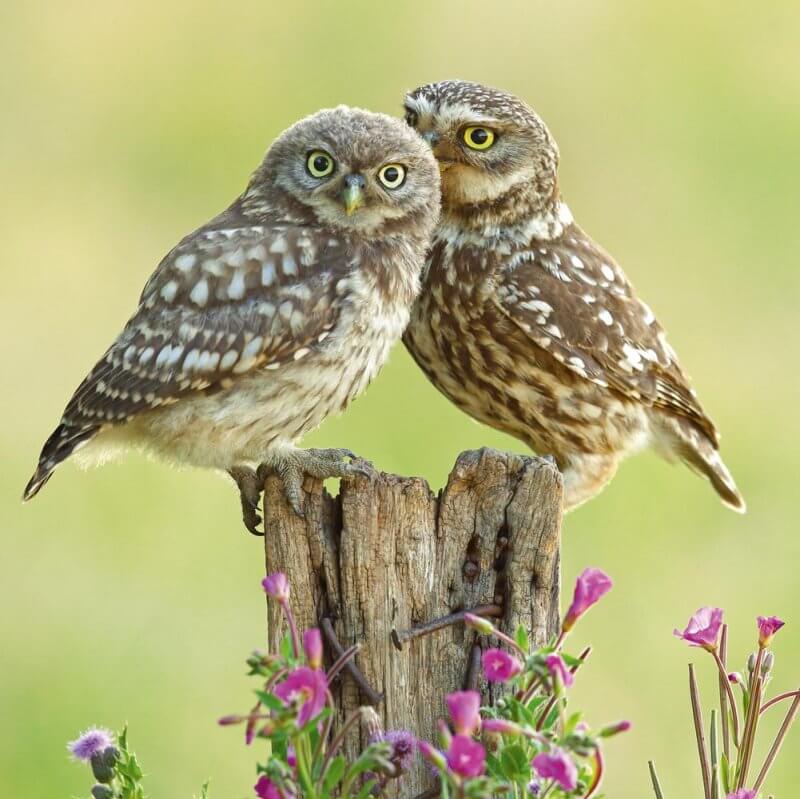 Little Owls Birthday Card