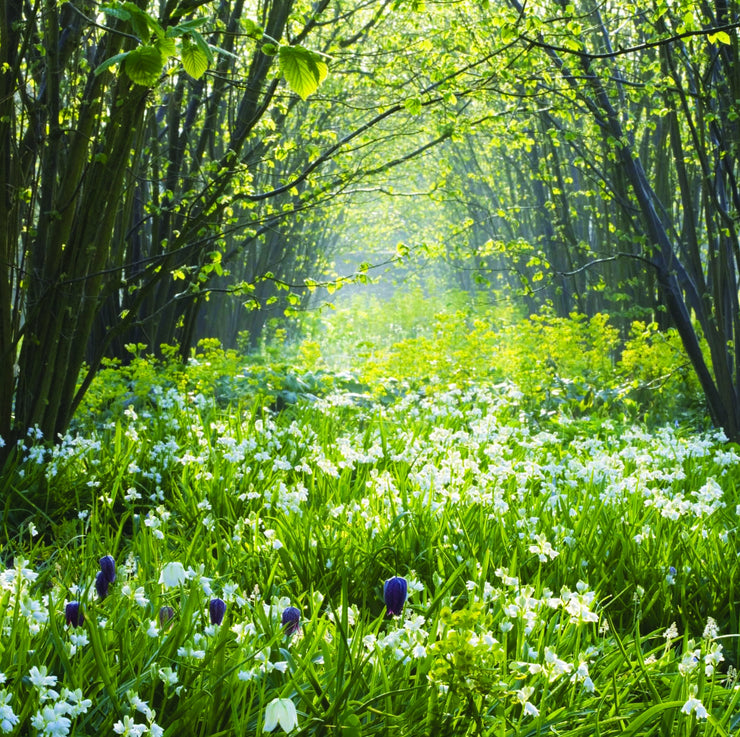 National Trust - Sissinghurst Castle Garden