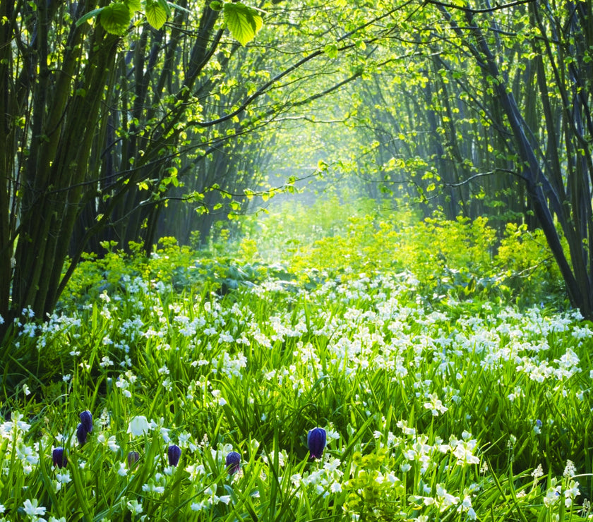 National Trust - Sissinghurst Castle Garden