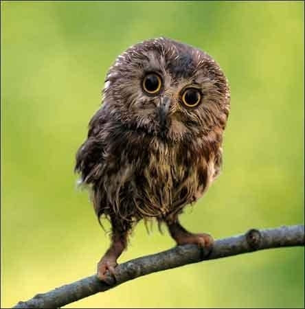 RSPB Northern Saw-whet Owl