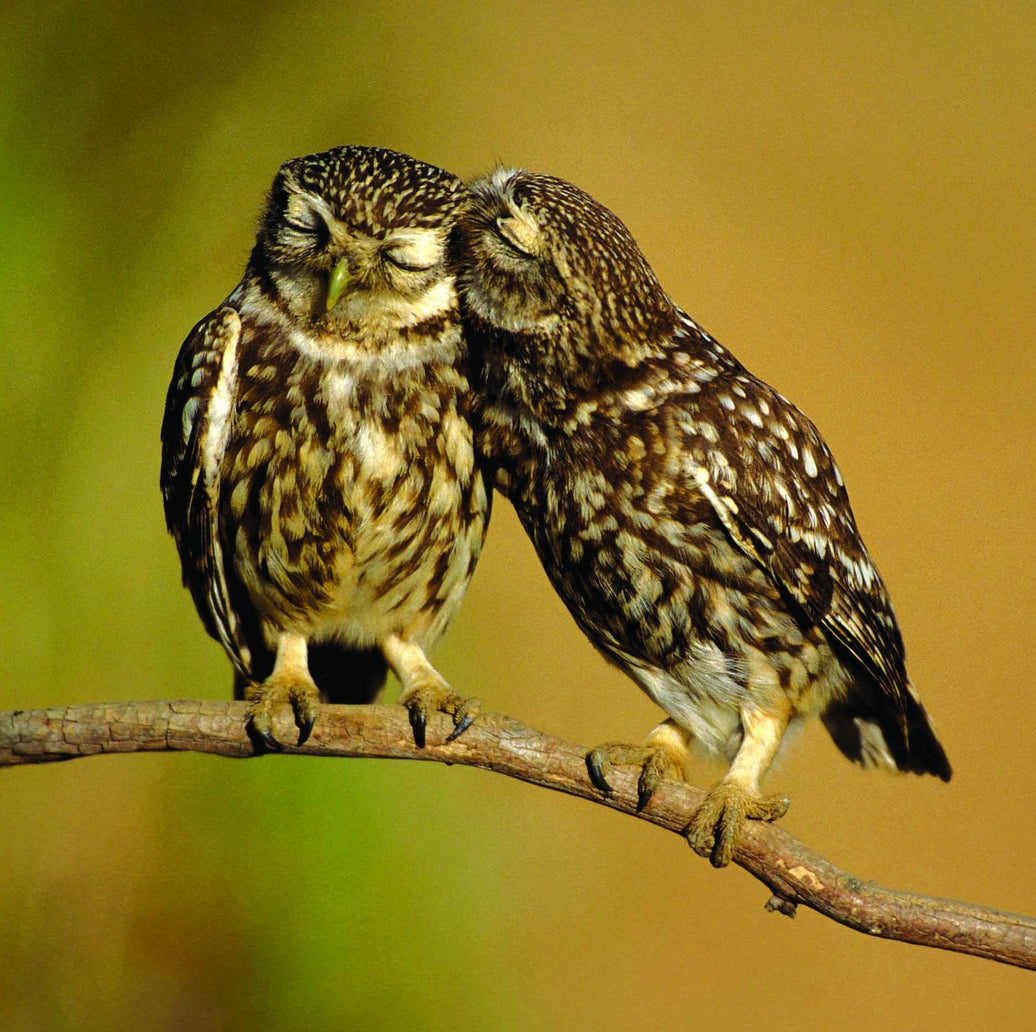 RSPB - Little Owls - House of Cards