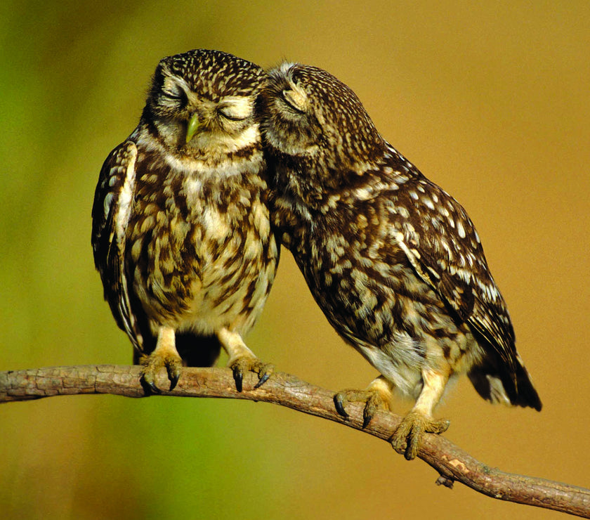RSPB - Little Owls